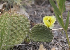 Opuntia cymochila