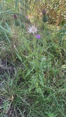 Cirsium vulgare