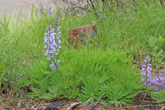 Lupinus prunophilus