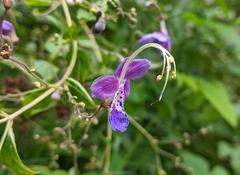 Ajugoideae