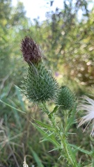 Cirsium vulgare