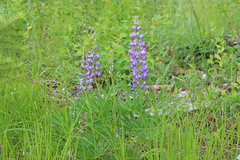 Lupinus prunophilus