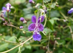 Ajugoideae