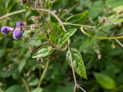 Ajugoideae