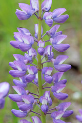 Lupinus prunophilus