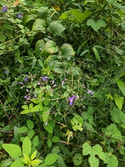 Ajugoideae