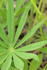 Lupinus prunophilus