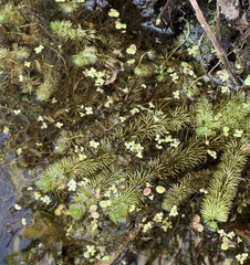 Hippuris vulgaris