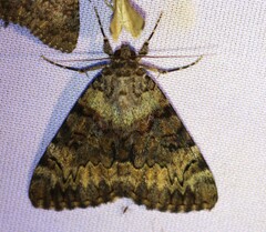 Catocala desdemona