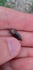 Poecilonota