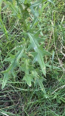 Cirsium vulgare