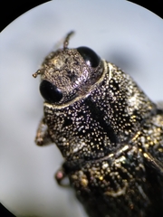 Poecilonota