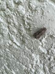 Spodoptera pulchella