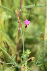 Dianthus deltoides deltoides