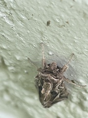 Spodoptera pulchella
