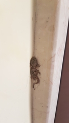 Tarentola mauritanica