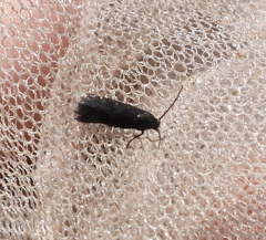 Augasma aeratella