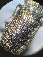 Poecilonota