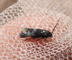 Augasma aeratella