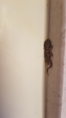 Tarentola mauritanica