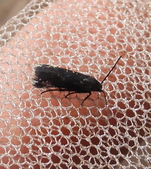 Augasma aeratella