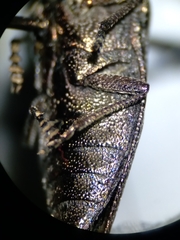 Poecilonota