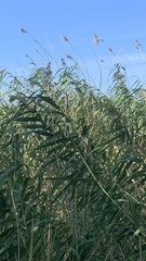 Phragmites australis