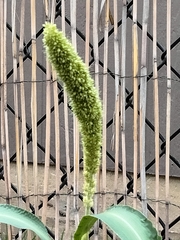 Setaria italica