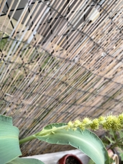 Setaria italica