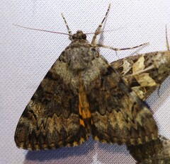 Catocala desdemona
