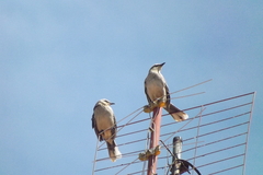 Mimus saturninus