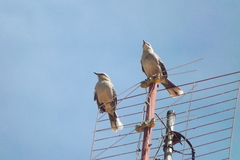 Mimus saturninus