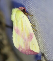 Thurberiphaga diffusa