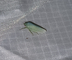 Gyponana angulata