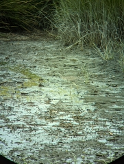 Nyctanassa violacea