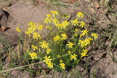 Euryops laxus