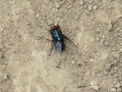 Compsomyiops callipes