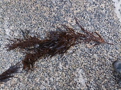 Anthophycus longifolius