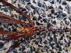 Anthophycus longifolius
