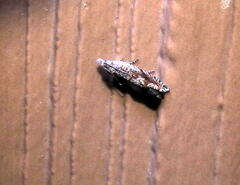 Grapholita interstinctana