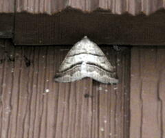 Petrophora subaequaria