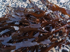 Anthophycus longifolius