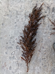 Anthophycus longifolius