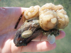 Acanthochitona fascicularis