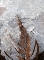 Anthophycus longifolius