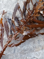 Anthophycus longifolius
