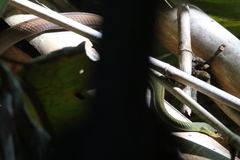 Mastigodryas dorsalis