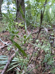 Galium bermudense