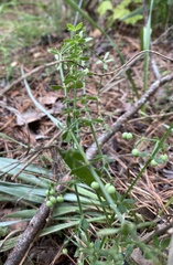Galium bermudense