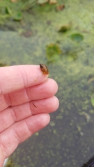 Pseudosuccinea columella